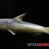 Blauer Wal-Wels, Cetopsis coecutiens, 10-12 cm