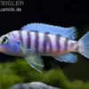 Blauer Zebrabuntbarsch, Pseudotropheus zebra, DNZ