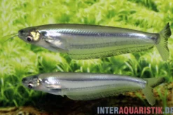 Blauer Zwerghaiwels, Kryptopterus geminus