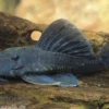 Blauer Zwergharnischwels, L239, Ancistrini spec., 5-7 cm