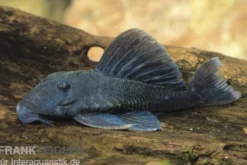 Blauer Zwergharnischwels, L239, Ancistrini spec., 5-7 cm