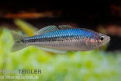 Blauer Zwergregenbogenfisch, Melanotaenia pygmaea
