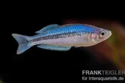 Blauer Zwergregenbogenfisch, Melanotaenia pygmaea