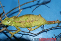 Blaues Chamäleon, Trioceros ellioti