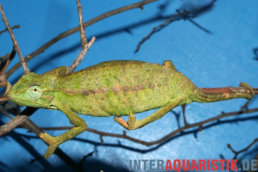 Blaues Chamäleon, Trioceros ellioti