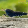 Blaue Tigergarnele "Deep Blue", Caridina mariae