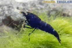Blaue Tigergarnele "Deep Blue", Caridina mariae