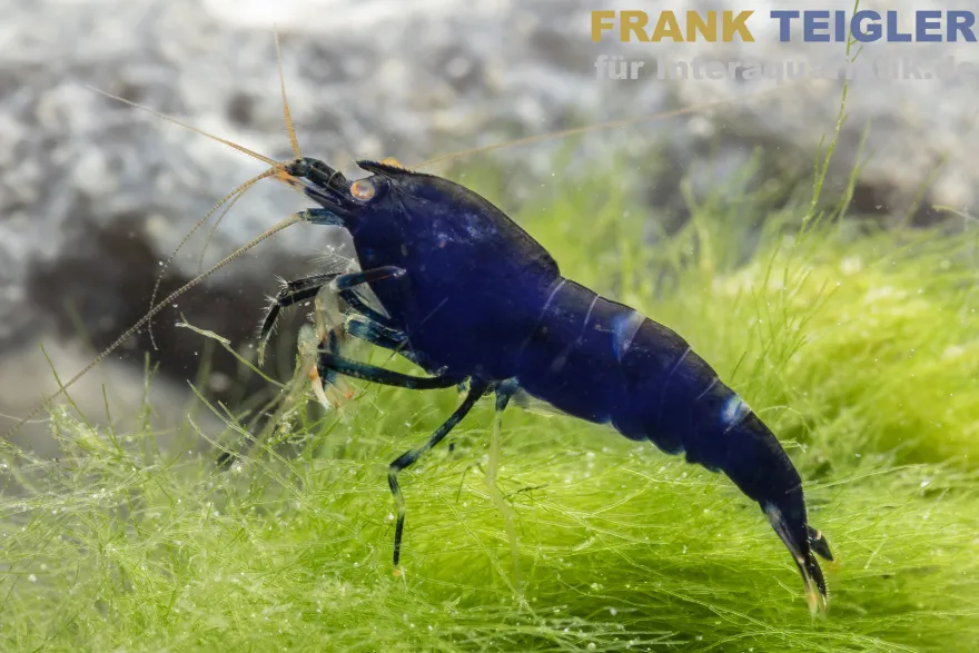 Blaue Tigergarnele "Deep Blue", Caridina mariae