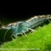 Blaue Zwerggarnele, Neocaridina babaulti