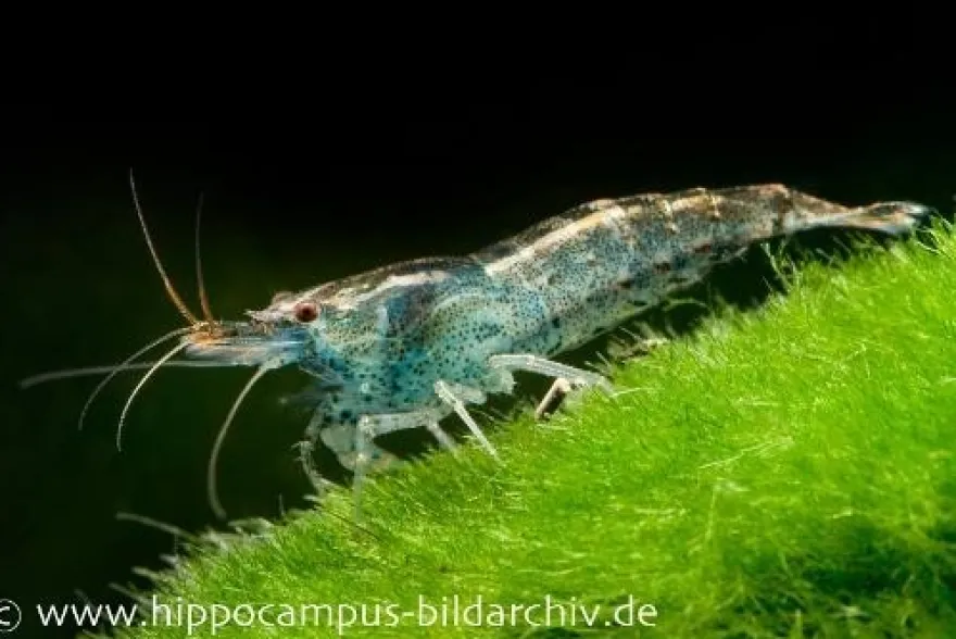 Blaue Zwerggarnele, Neocaridina babaulti