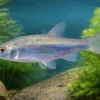 Blaufeder, Scardinius erythrophthalmus, 7-10 cm (Kaltwasser)