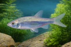 Blaufeder, Scardinius erythrophthalmus, 7-10 cm (Kaltwasser)