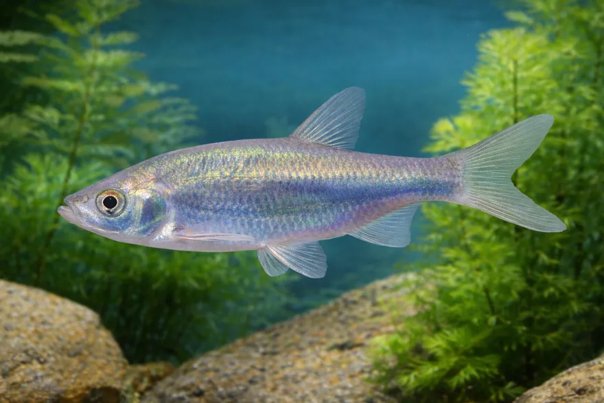 Blaufeder, Scardinius erythrophthalmus, 7-10 cm (Kaltwasser)