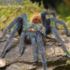 Blaufuß-Vogelspinne, Chromatopelma cyaneopubescens