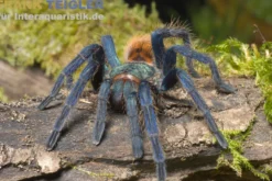 Blaufuß-Vogelspinne, Chromatopelma cyaneopubescens
