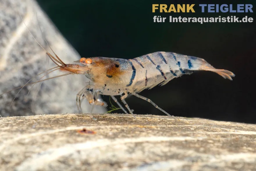 Blau gestreifte Tigergarnele "Orange Eye", Caridina mariae "Blue striped"