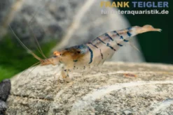 Blau gestreifte Tigergarnele "Orange Eye", Caridina mariae "Blue striped"