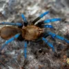 Blauglanz-Baumvogelspinne, Birupes simoroxigorum
