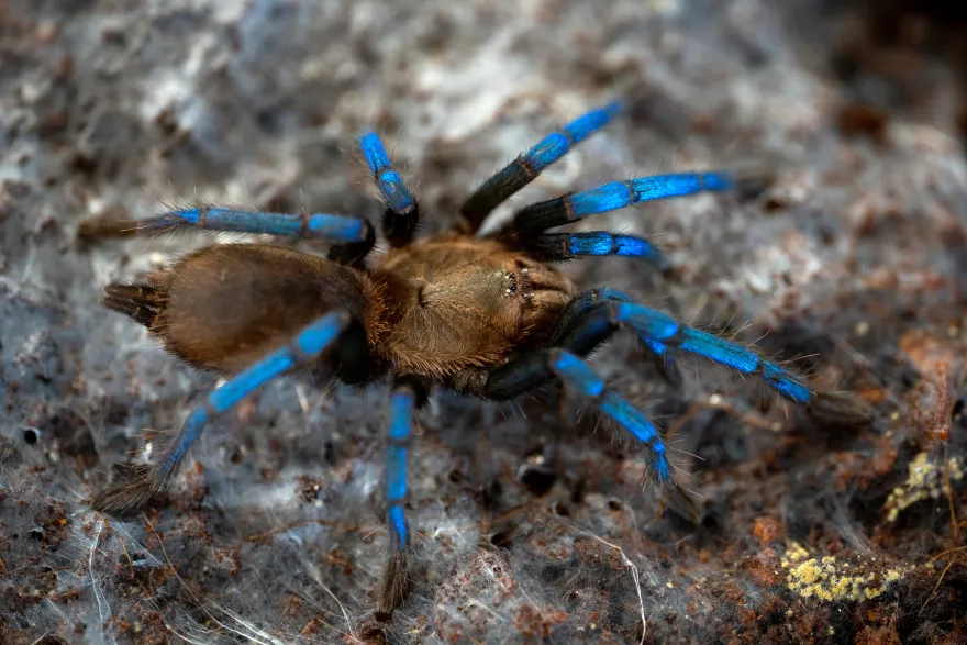 Blauglanz-Baumvogelspinne, Birupes simoroxigorum