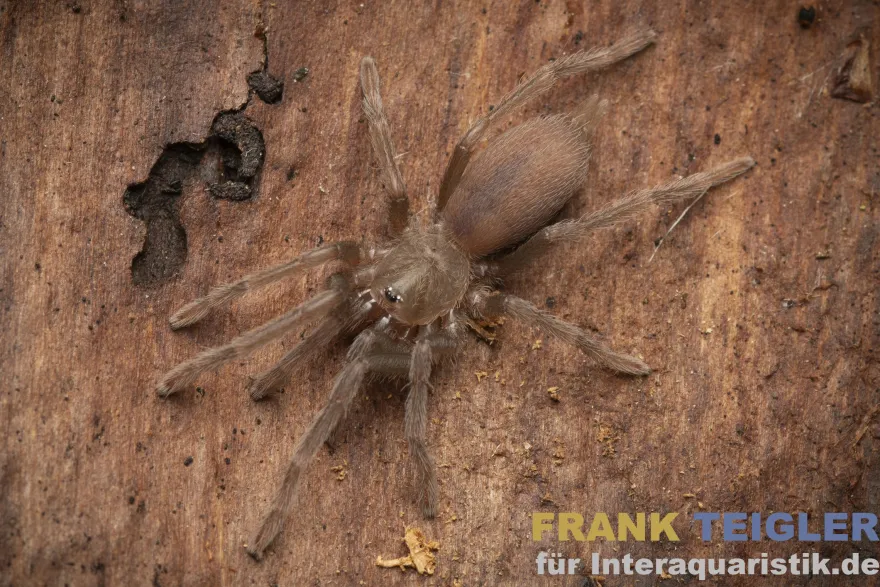 Blauglanz-Baumvogelspinne, Birupes simoroxigorum