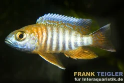 Blau-Goldener Pfauencichlide, Aulonocara korneliae, 4-5 cm