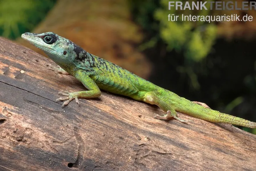 Blaugrüner Barbadosanolis, Anolis extremus, Paar