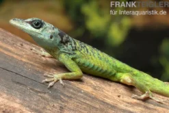 Blaugrüner Barbadosanolis, Anolis extremus, Paar