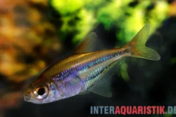 Blauliniensalmler, Heterocharax virgulatus, 2-4 cm