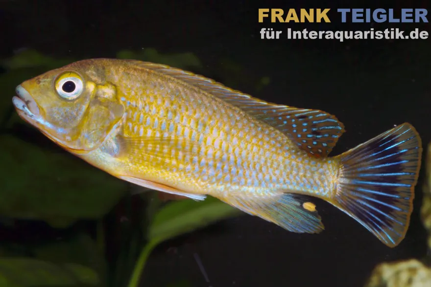 Blaulippen Maulbrüter, Pseudotropheus williamsi Blue Lips, DNZ
