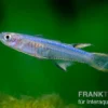 Blaurücken-Blauauge, Pseudomugil cyanodorsalis