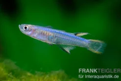Blaurücken-Blauauge, Pseudomugil cyanodorsalis