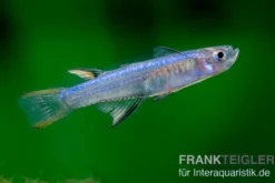 Blaurücken-Blauauge, Pseudomugil cyanodorsalis
