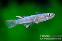 Blaurücken-Blauauge, Pseudomugil cyanodorsalis