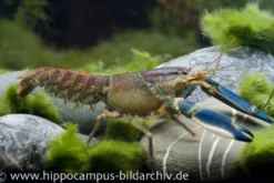 Blau-Rosa Krebs, Cherax pulcher - Zufällig
