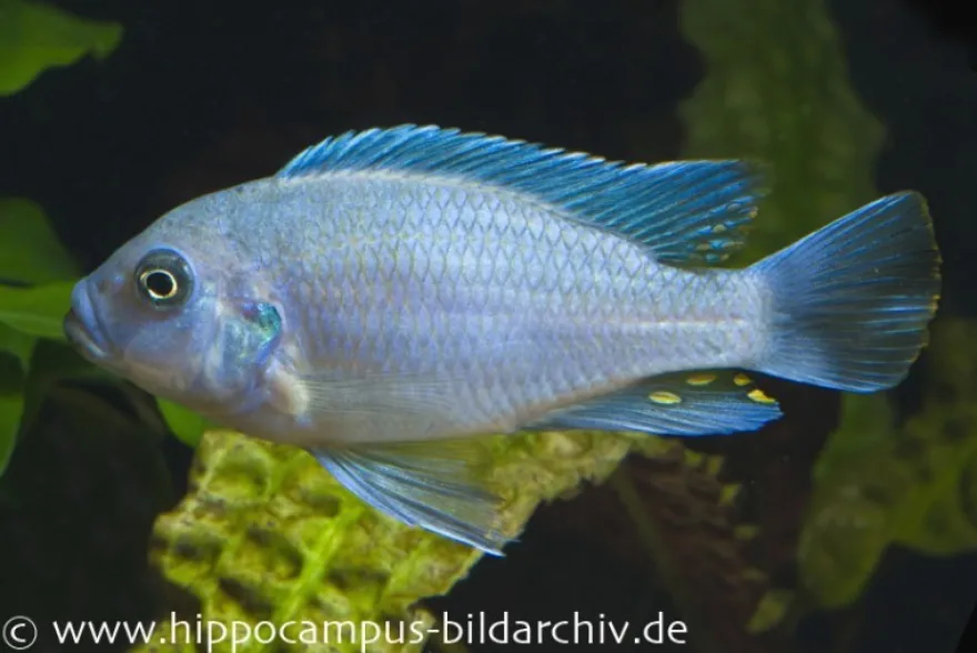 Blau-Roter Zebra, Maylandia estherae blau-rot, DNZ