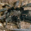 Blaustrahlige Riesenvogelspinne, Pamphobeteus nigricolor