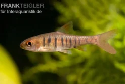 Blaustrichbarbe, Barbus barilioides/fasciolatus DNZ