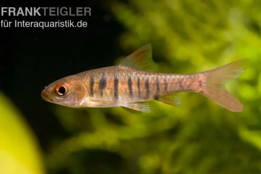Blaustrichbarbe, Barbus barilioides/fasciolatus DNZ