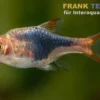 Blaustrich-Keilfleckbarbe, Trigonostigma truncata