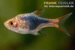 Blaustrich-Keilfleckbarbe, Trigonostigma truncata