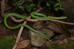 Blauäugige Grüne Strauchnatter, Gonyosoma coeruleum
