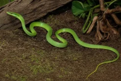 Blauäugige Grüne Strauchnatter, Gonyosoma coeruleum