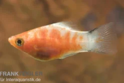 Bleeding Heart Mickey Mouse Platy, Xiphophorus maculatus