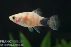Bleeding Heart Mickey Mouse Platy, Xiphophorus maculatus