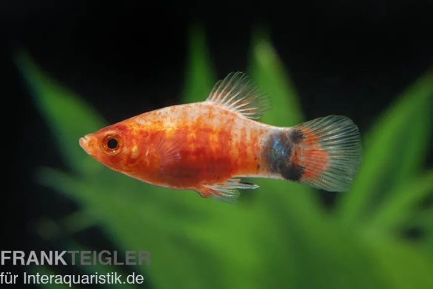 Bleeding Heart Mickey Mouse Platy, Xiphophorus maculatus