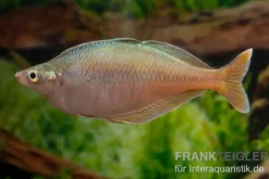 Blehers-Regenbogenfisch, Chilatherina bleheri, 4-5 cm