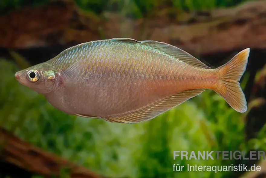 Blehers-Regenbogenfisch, Chilatherina bleheri, 4-5 cm