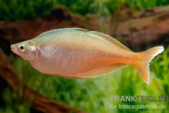 Blehers-Regenbogenfisch, Chilatherina bleheri, 4-5 cm
