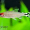 Blehers Rotkopfsalmler, Hemigrammus bleheri (Petitella bleheri)