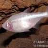 Blinder Höhlensalmler, Astyanax fasciatus mexicanus, 2 cm